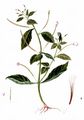 Rosenrotes Weidenröschen - Epilobium roseum Schreb.
