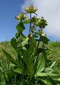Tüpfel-Enzian - Gentiana punctata L.