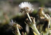 Zwerg-Ruhrkraut - Gnaphalium supinum L.