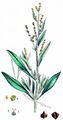 Sea-Purslane - Halimione portulacoides (L.) Aellen