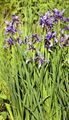 Blue Iris - Iris spuria L.