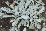Krainer Greiskraut - Jacobaea incana (L.) Veldkamp