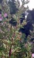 Spiny Restharrow - Ononis spinosa L.