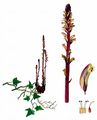 Ivy Broomrape - Orobanche hederae Duby