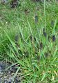 Graubündener Lieschgras - Phleum rhaeticum (Humphries) Rauschert