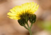 Eared Mouse-Ear-Hawkweed - Pilosella lactucella (Wallr.) P. D. Sell & C. West