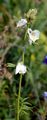 Jacob's-Ladder - Polemonium caeruleum L.