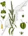 Curled Dock - Rumex crispus L.