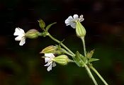Aufgeblasenes Leimkraut - Silene vulgaris (Moench) Garcke