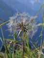 Wiesen-Bocksbart - Tragopogon pratensis L.
