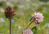 Red Clover - Trifolium pratense L.