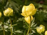 Trollblume - Trollius europaeus L.