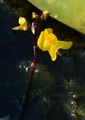 Verkannter Wasserschlauch - Utricularia australis R. Br.
