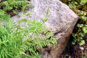 Kassuben-Wicke - Vicia cassubica L.