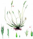 Mäuseschwanz-Federschwingel - Vulpia myuros (L.) C. C. Gmel. 