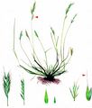 Rat's-Tail Fescue - Vulpia myuros (L.) C. C. Gmel.