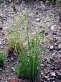 Silver Hair-Grass - Aira caryophyllea L.