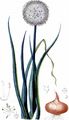Küchenzwiebel - Allium cepa L.