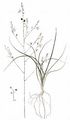 Branched St Bernard's-Lily - Anthericum ramosum L.