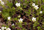 Fringed Sandwort - Arenaria ciliata L.
