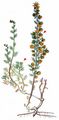 Rock Mugwort - Artemisia rupestris L.