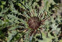Acanthusblättrige Eberwurz - Carlina acanthifolia All. 