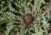  - Carlina acanthifolia All.