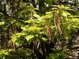 Indian-Bean-Tree - Catalpa bignonioides Walter