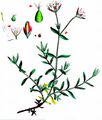 Starwort Mouse-Ear - Cerastium cerastoides (L.) Britton