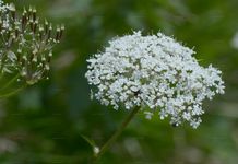 Alpen-Kälberkropf - Chaerophyllum villarsii W. D. J. Koch 