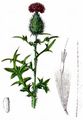 Gewöhnliche Kratzdistel - Cirsium vulgare (Savi) Ten.