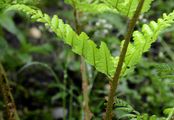 Karthäuserfarn - Dryopteris carthusiana (Vill.) H. P. Fuchs