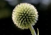 Globe-Thistle - Echinops exaltatus Schrad.