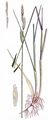Sand Couch - Elytrigia juncea (L.) Nevski