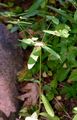 Sweet Spurge - Euphorbia dulcis L.