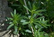 White Bedstraw - Galium album Mill.