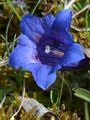 Clusius Enzian - Gentiana clusii E. P. Perrier & Songeon