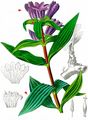 Brown Gentian - Gentiana pannonica Scop.