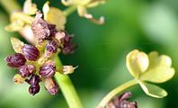 Fool's-Water-Cress - Helosciadium nodiflorum (L.) W. D. J. Koch