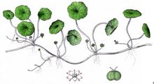 Marsh Pennywort - Hydrocotyle vulgaris L.