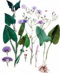 Großblättriger Milchlattich - Lactuca macrophylla (Willd.) A. Gray 