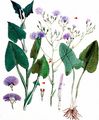 Common Blue-Sow-Thistle - Lactuca macrophylla (Willd.) A. Gray