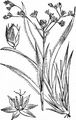 Great Wood-Rush - Luzula sylvatica (Huds.) Gaudin