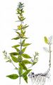 Drüsiger Gilbweiderich - Lysimachia punctata L.