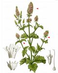 Ähren-Minze - Mentha spicata L. 