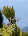 Sweet Cicely - Myrrhis odorata (L.) Scop.