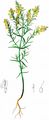 Yellow Bartsia - Odontites luteus (L.) Clairv.