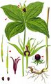 Herb-Paris - Paris quadrifolia L.