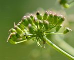 Hirschwurz - Peucedanum cervaria (L.) Lapeyr.