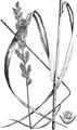 Reed Canary-Grass - Phalaroides arundinacea (L.) Rauschert